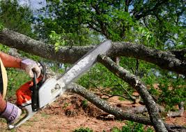 Best Tree Removal Services  in Ceres, CA